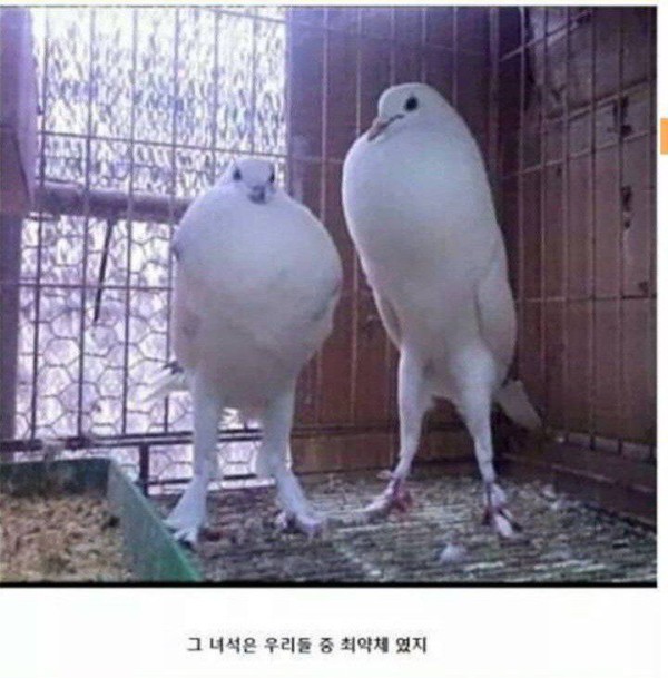 17514432294609.orig