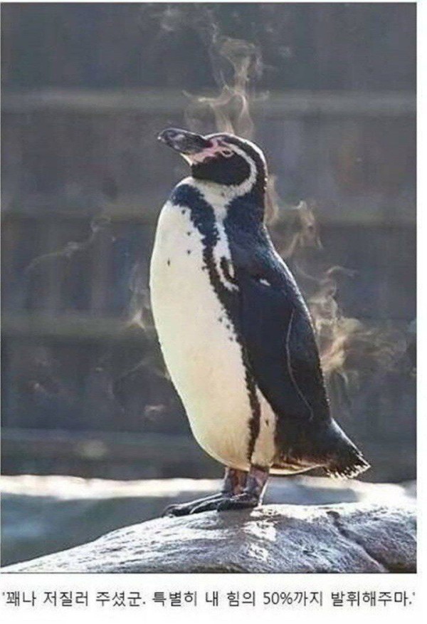 17514432317142.orig