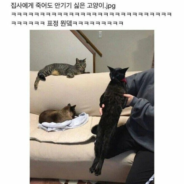 1751447495511.orig