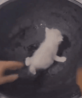 17499195143172.gif