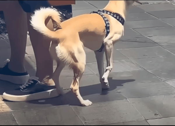 1753530572524.gif