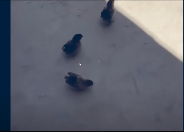 17535305743272.gif