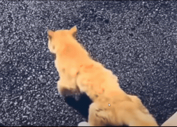 17535305760962.gif
