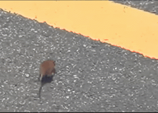 17535305777102.gif