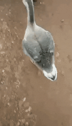 17536740397313.gif